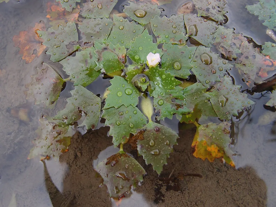 Himebishi in Nakaikemi Wetland