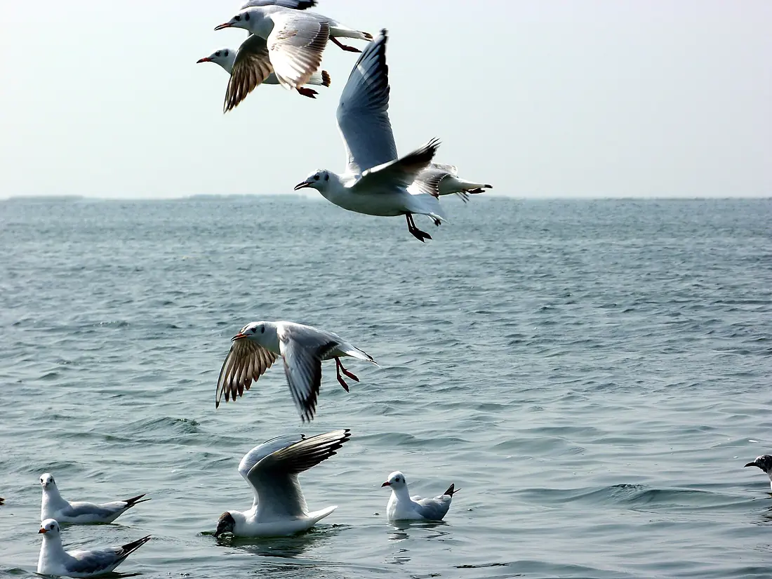 Black-headed Gulls, Nal Sarovar, Gujarat, India