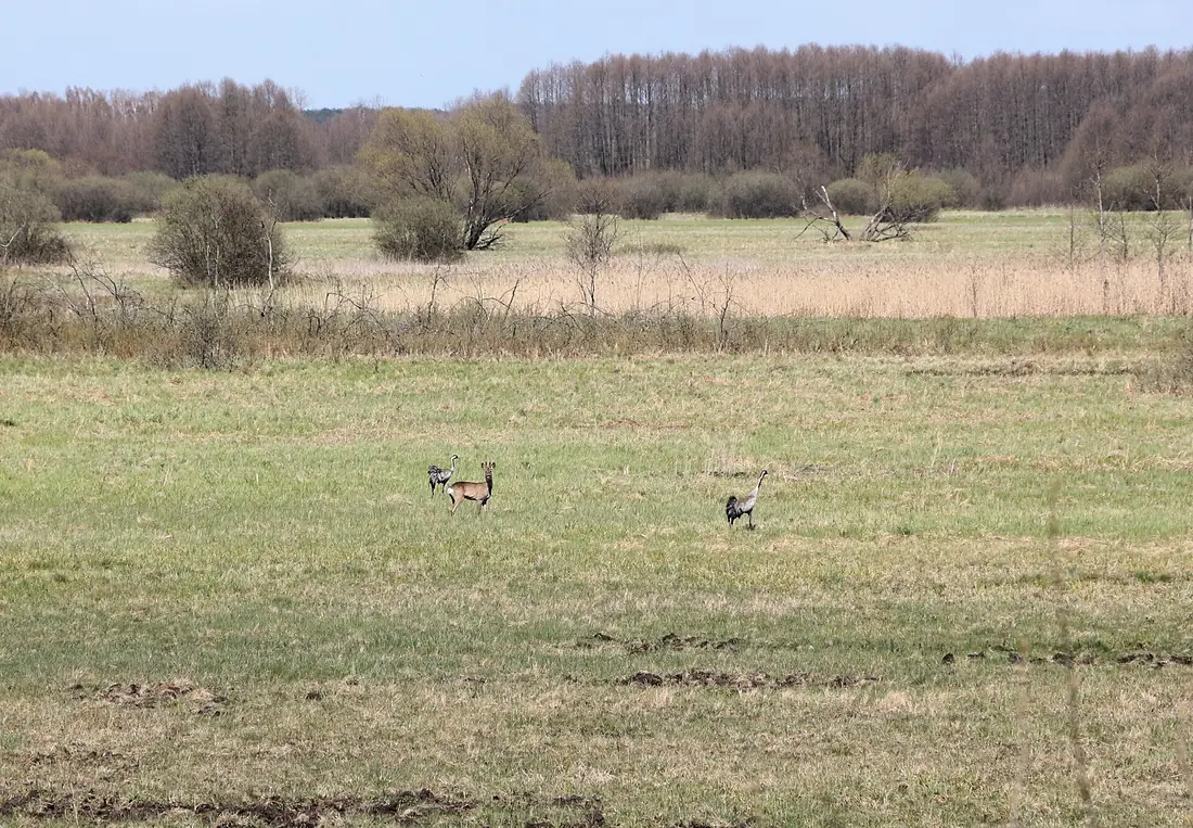 Cranes and deer in Narew National Park (2)