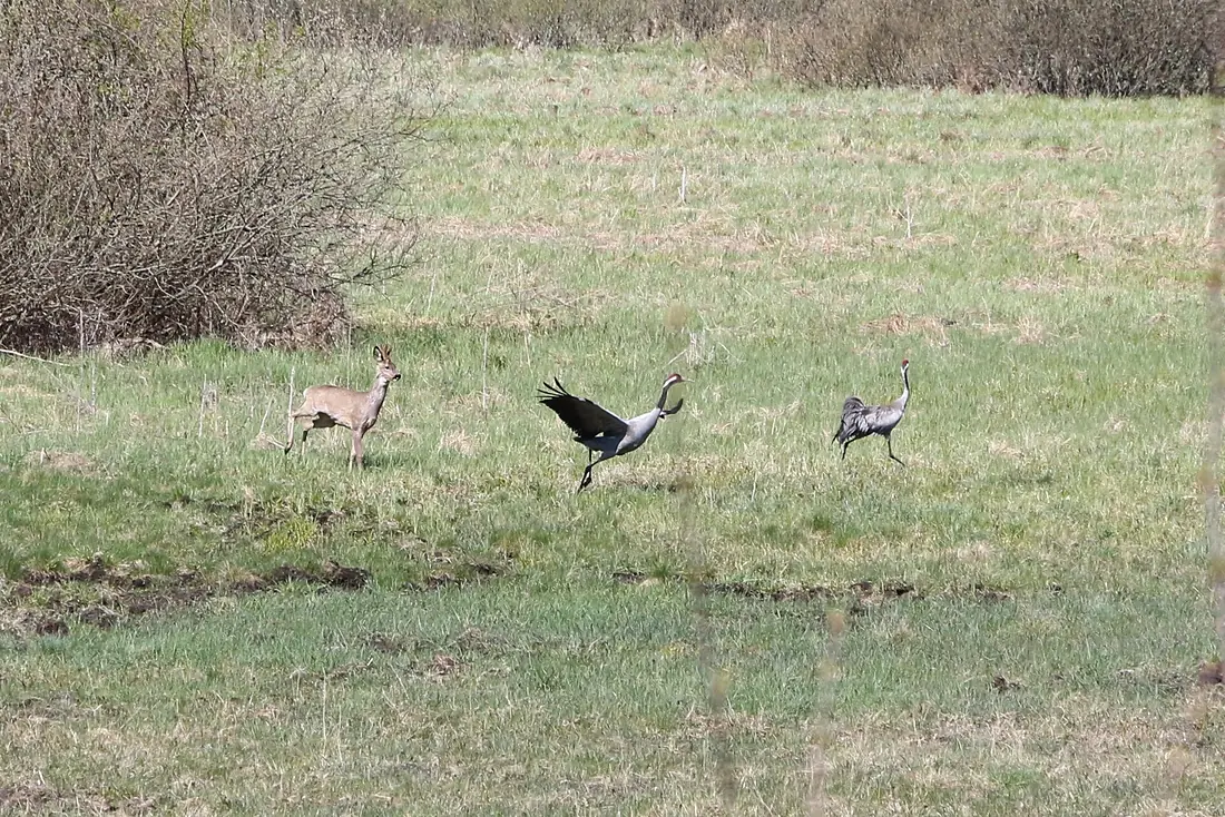 Cranes and deer in Narew National Park
