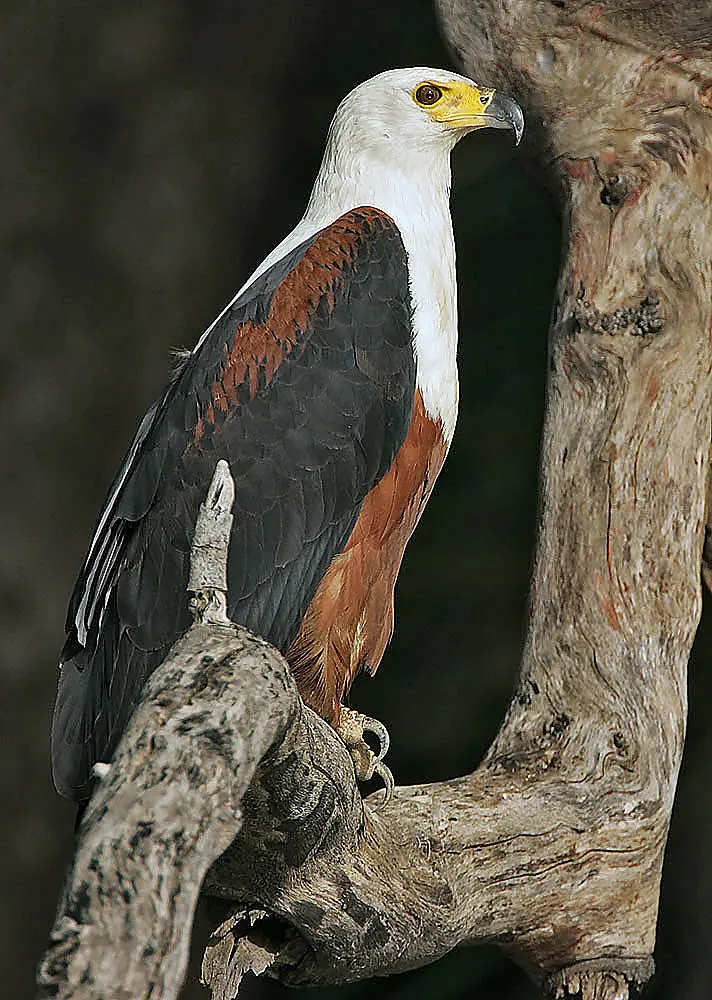 Flickr - Rainbirder - African Fish Eagle