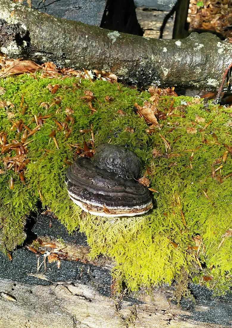 Fungus on dead wood in Asnen national park