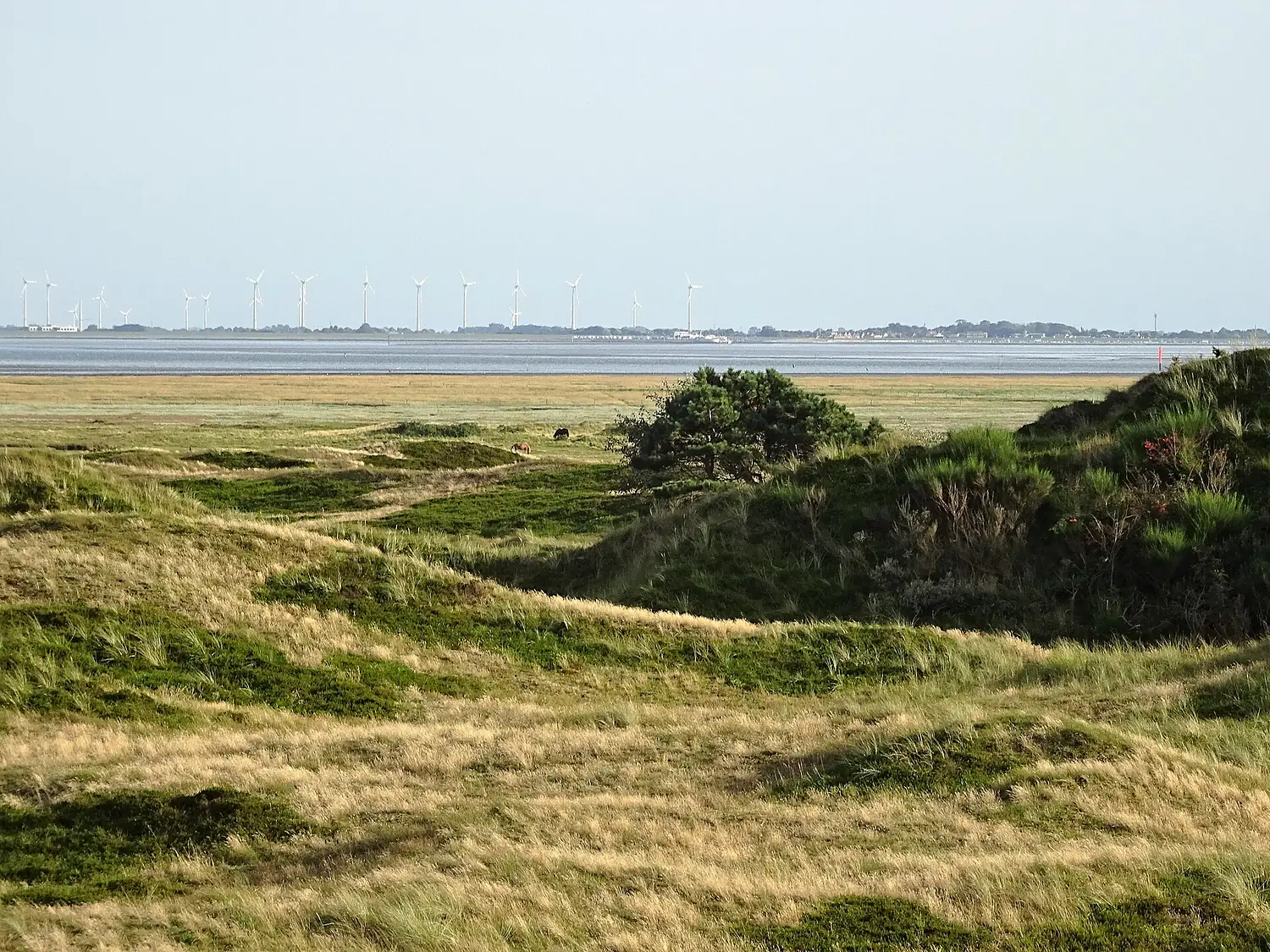 Nationalpark Niedersächsisches Wattenmeer - Damenpad Spiekeroog (11)