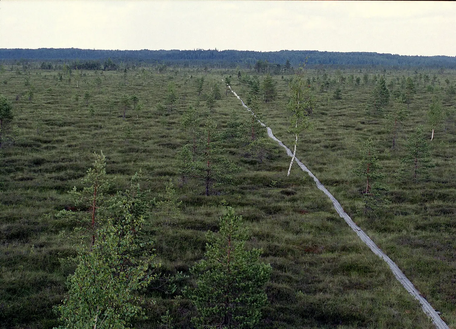 Nigula looduskaitse