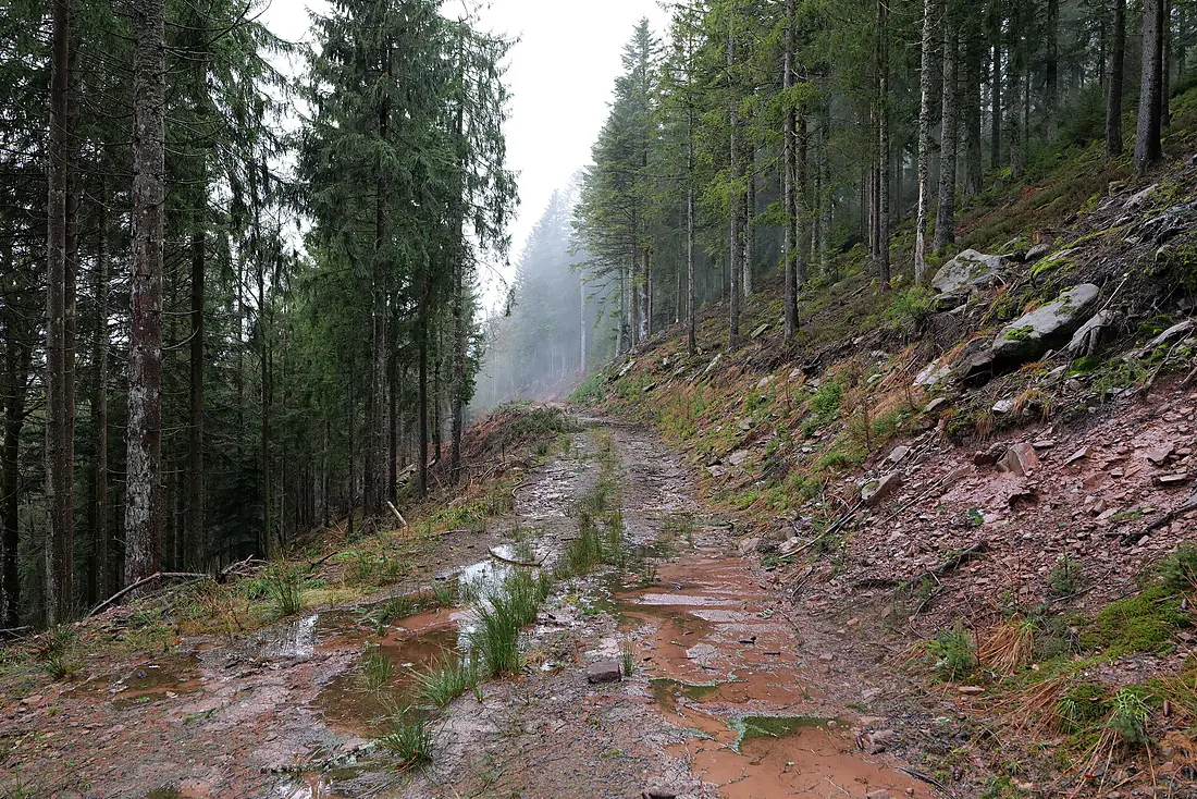 Abondand track in the Black Forest at north of Obertal Baiersbronn 2020-03-11 03