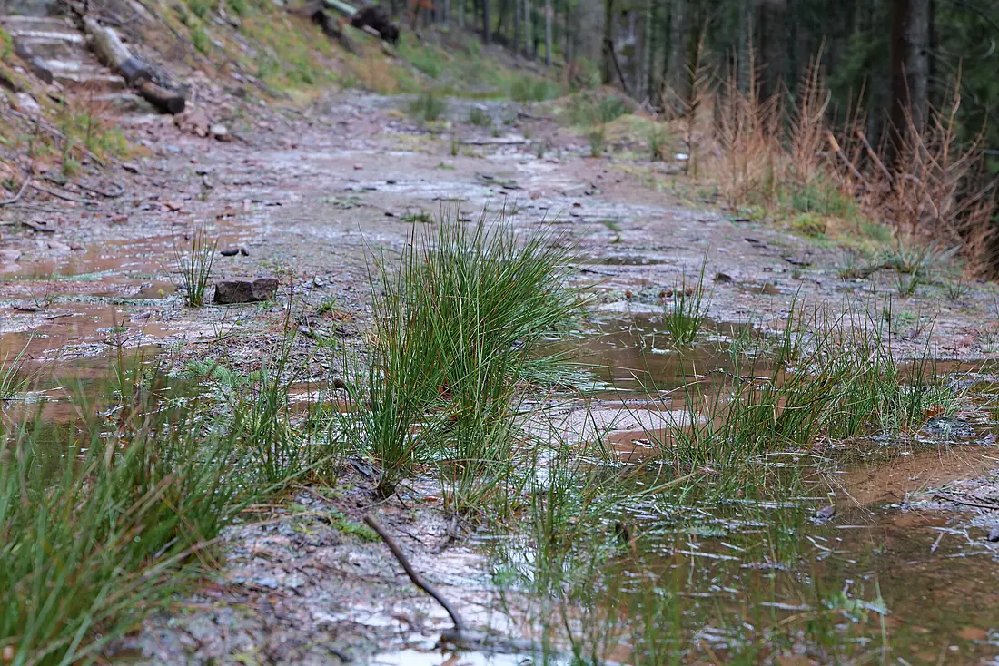 Abondand track in the Black Forest at north of Obertal Baiersbronn 2020-03-11 04
