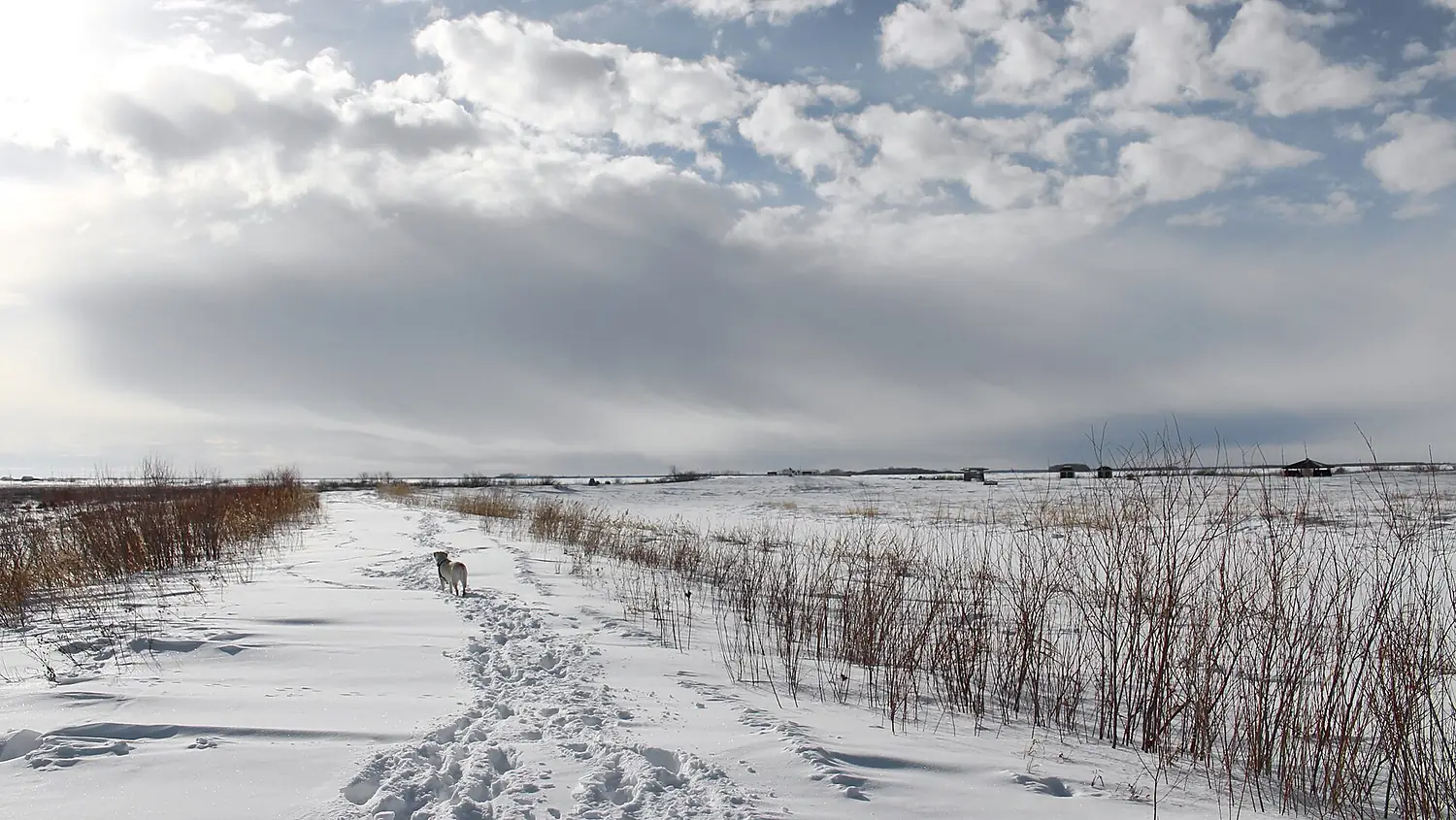 Oak Hammock Marsh, 1 Snow Goose Bay, Stonewall (500228) (24598993242)