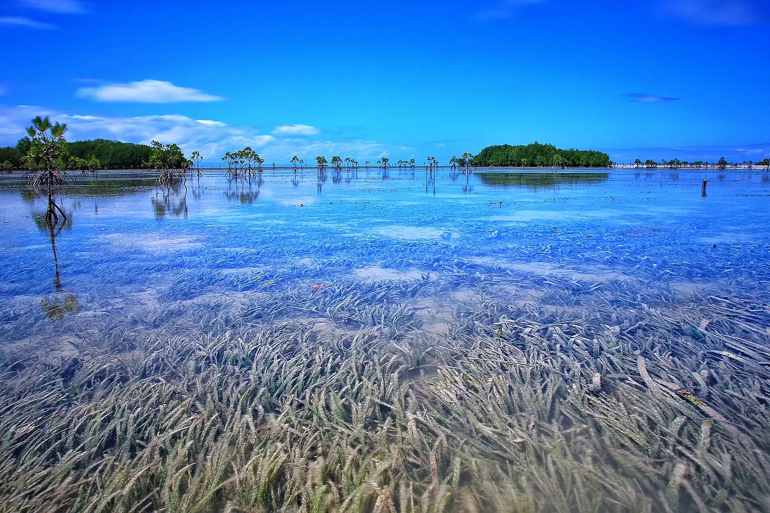 Wildlife Sanctuary in Olango Island