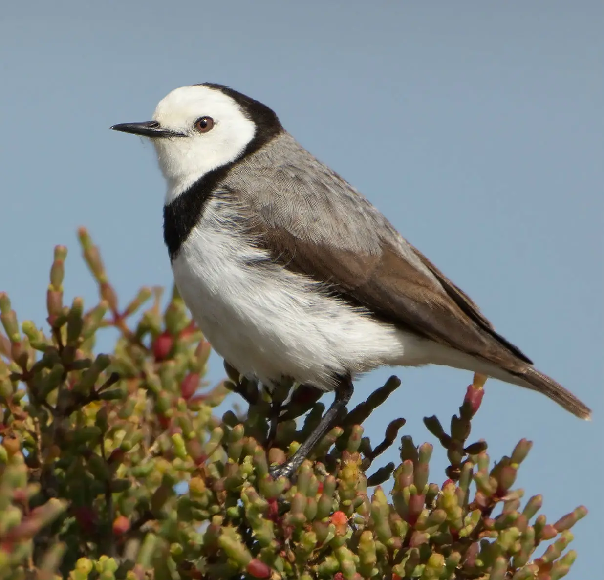 Epthianura albifrons male - Orielton Lagoon SQ