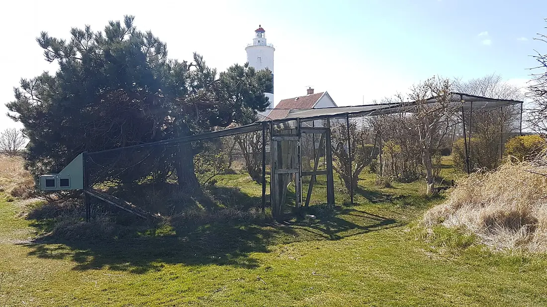 En Helgolandsfälla vid Ottenby fågelstation