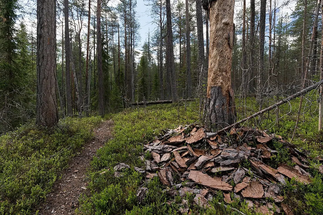 Bark pile under pine tree in Savilamminniemi, Oulanka National Park, Salla, Lapland, Finland, 2021 June