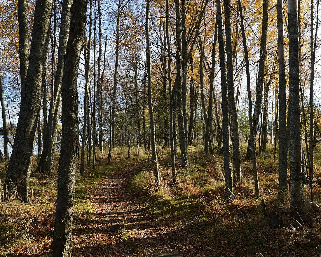 Trail at Nordre Øyeren Naturreservat - Rælingen, Norway 2021-10-22