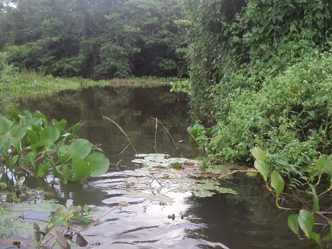 Cuiabá River 06