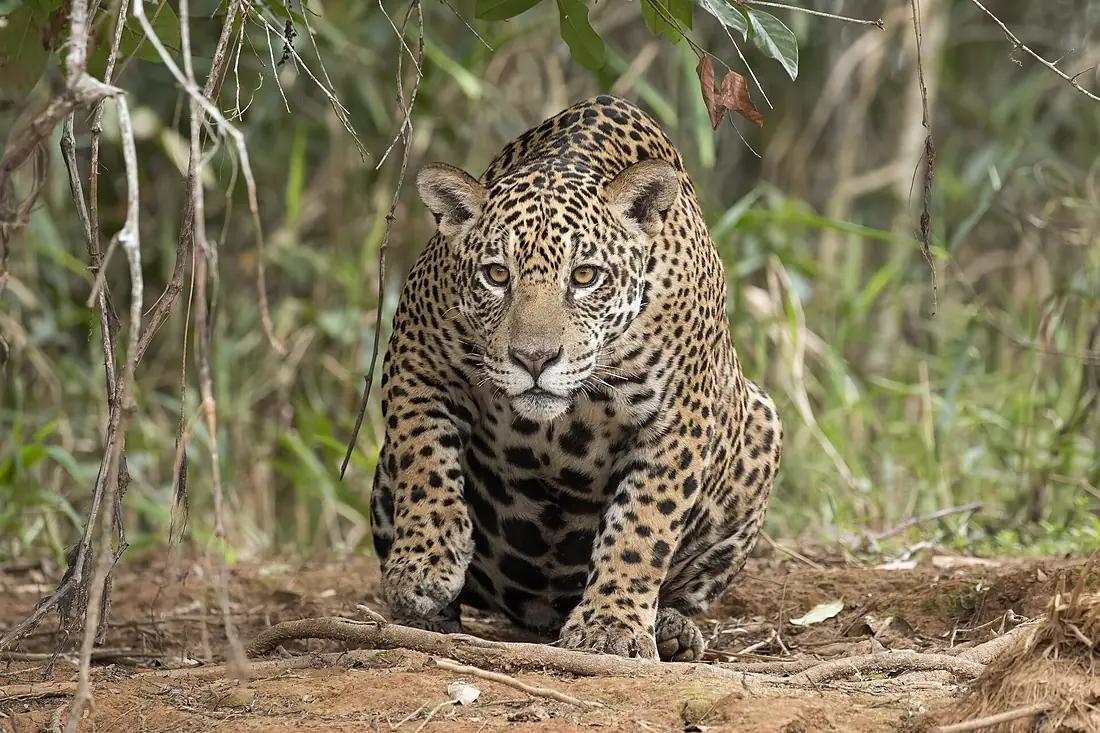 Jaguar (Panthera onca palustris) female Piquiri River 2