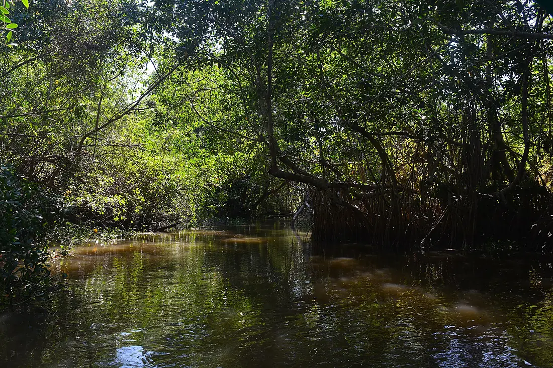 Manglar Reserva de la Biosfera Pantanos de Centla