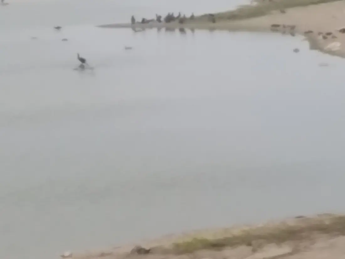 Aves en la laguna Pantanos de Villa por Cristopher Serrano Pérez
