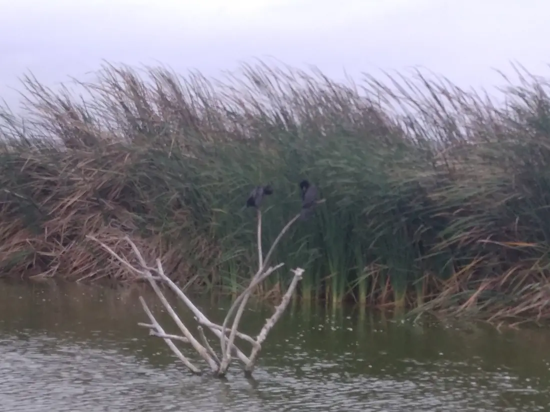 Aves en Los Pantanos de Villa