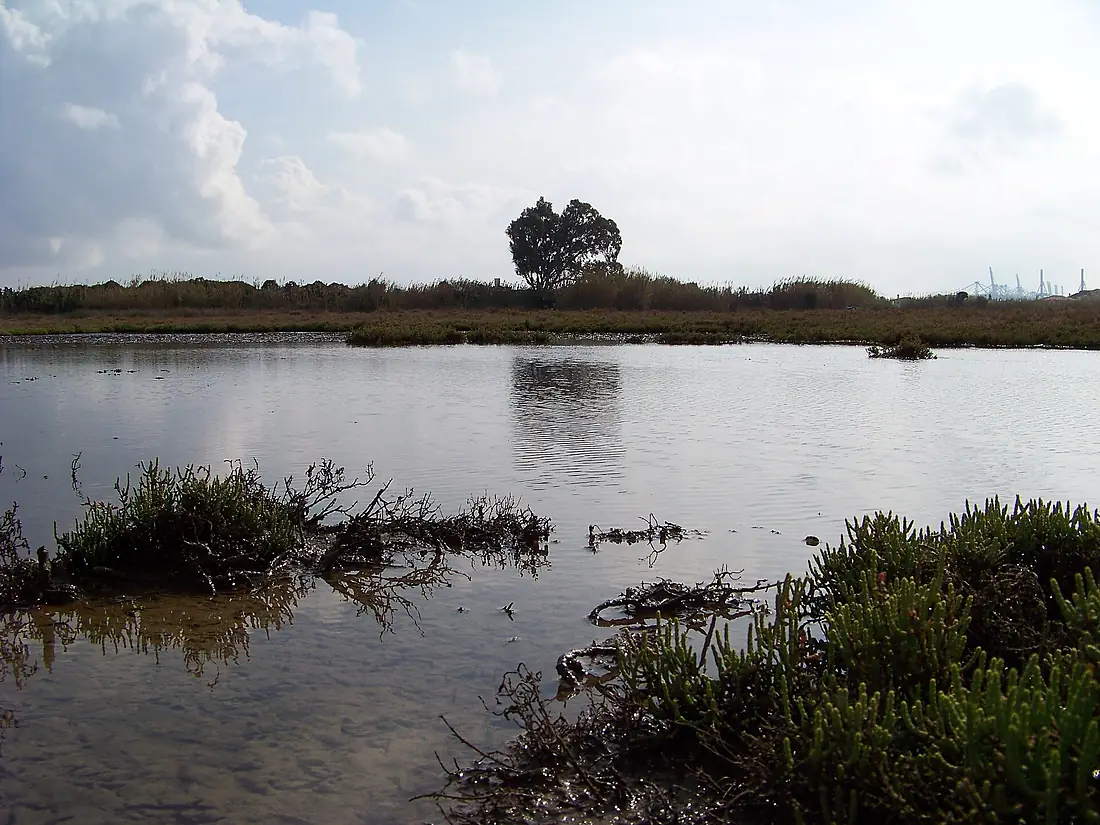 Marismas del río Palmones 03