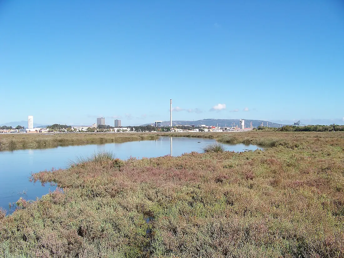 Marismas del río Palmones 04