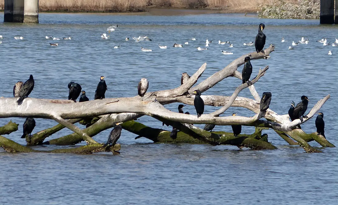 Cormorant Tree....youngsters with cream breasts - Flickr - gailhampshire
