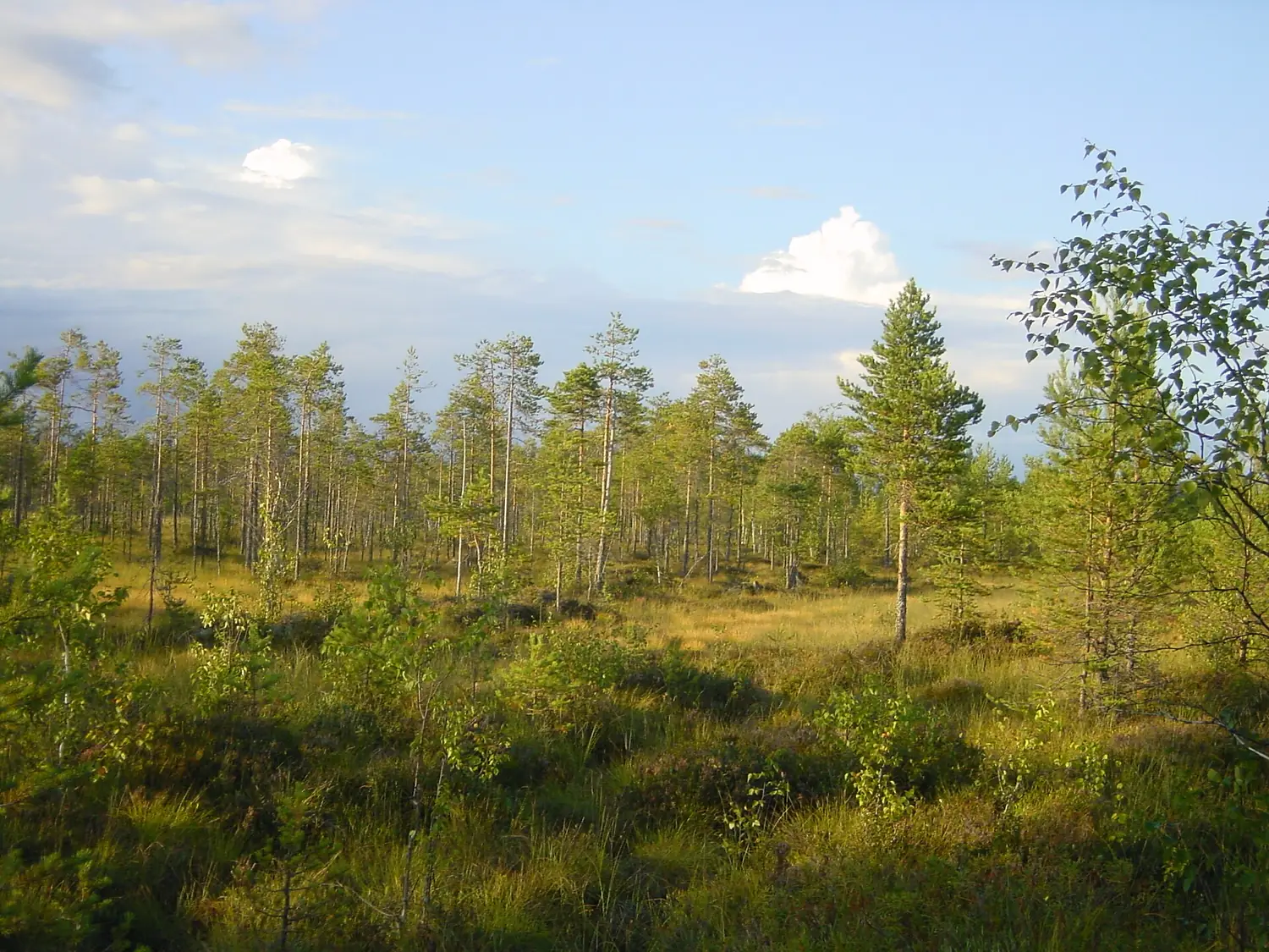 Patvinsuo metsäistä suota