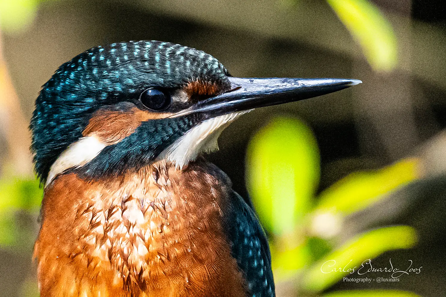 Common Kingfisher taken in the Reserva do Paul Arzila, Portugal (53036218078)