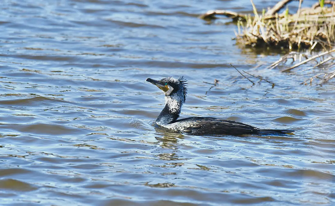 Corvo-marinho, em fase reprodutiva, Great Cormorant, on breeding period (52729222607)