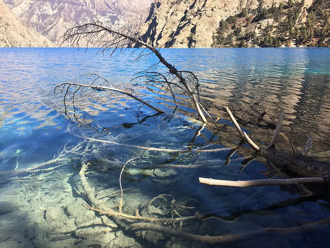 Fallen Tree at Phoksundo Lake