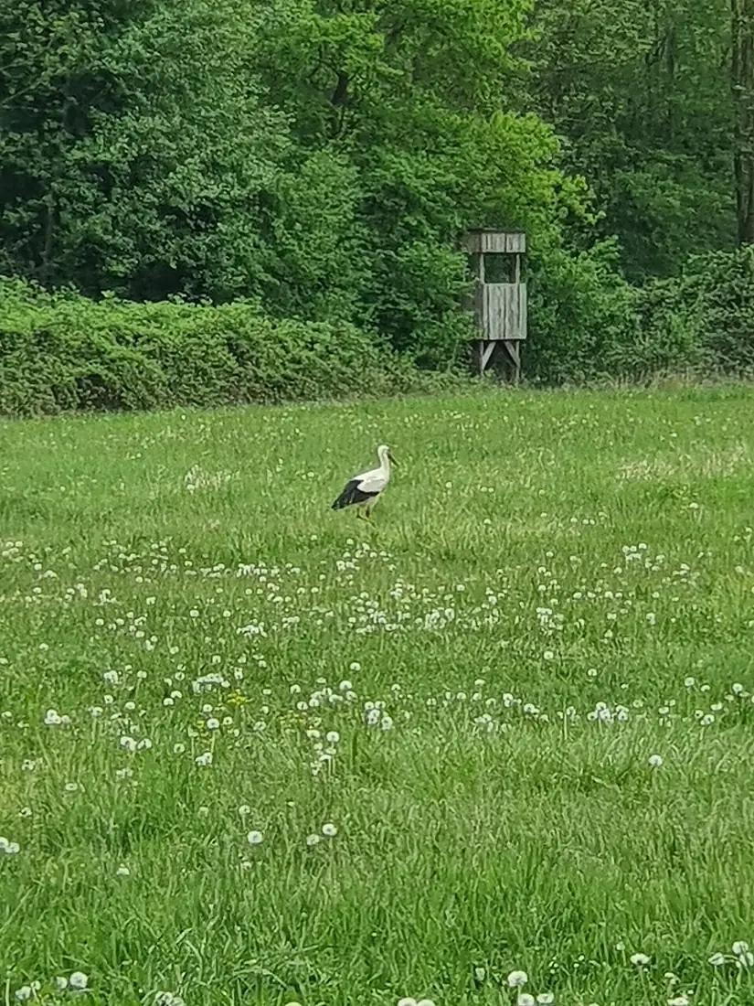 Landschaftsschutzgebiet Pleidelsheimer Wiesental Storch