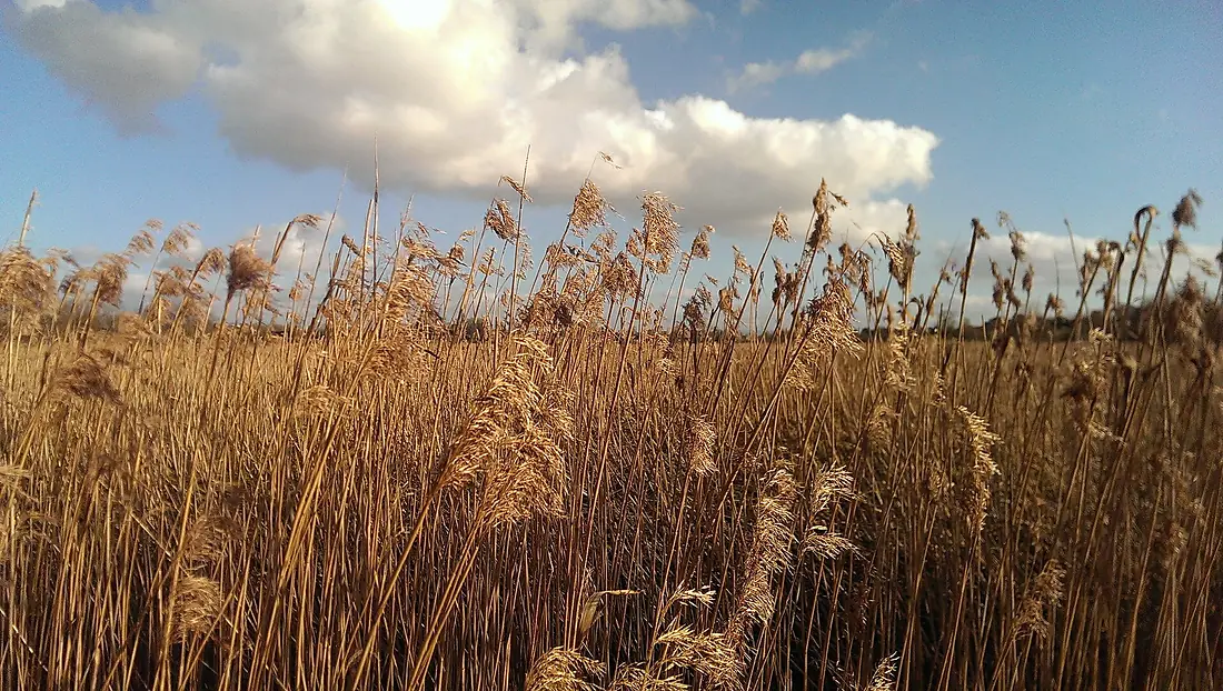 Common reeds in February at Pollardstown Fen