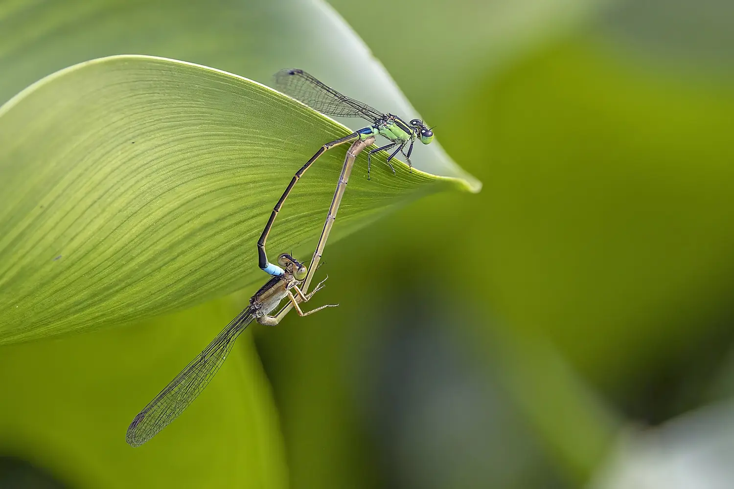 Common bluetail (Ischnura senegalensis) mating female gynochrome Prek Toal