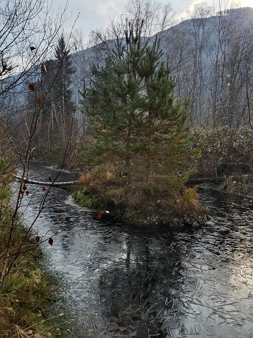 Pürgschachen Moor Insel