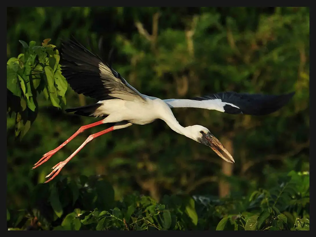 Openbill Stork Nesting Time