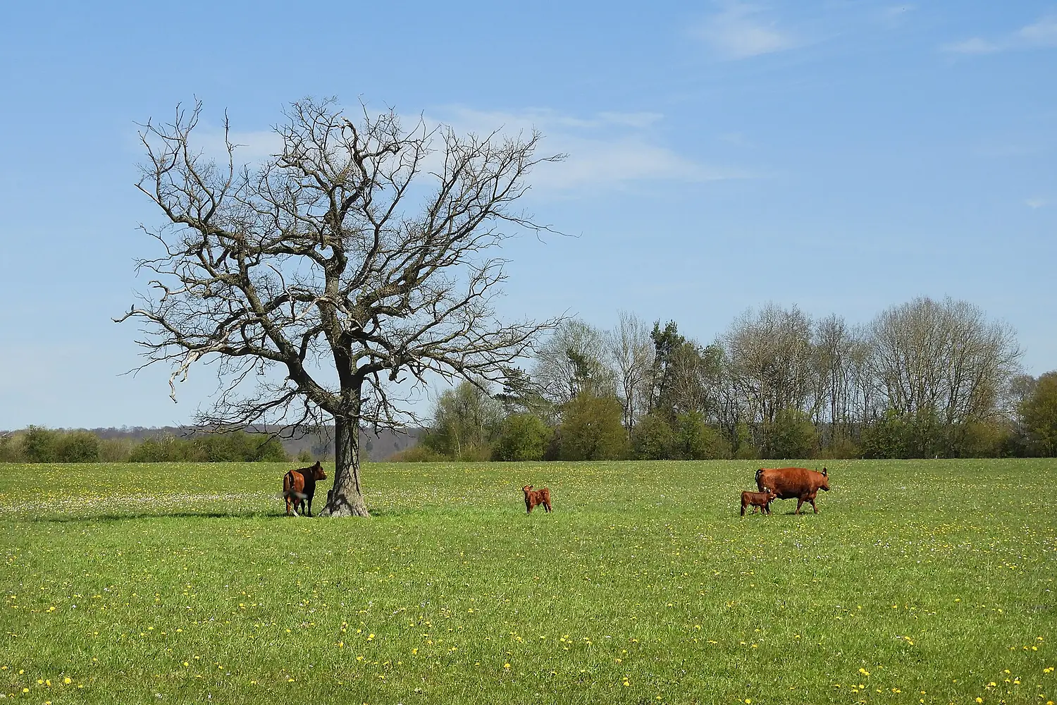 Weideland auf der Rendaer Höhe