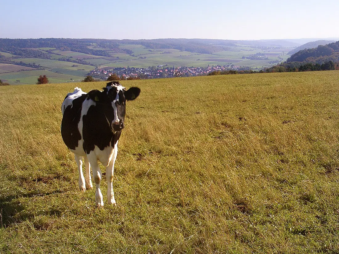 Blick von der Rendaer Höhe auf Netra und die Hänge des nördlichen Ringgaus