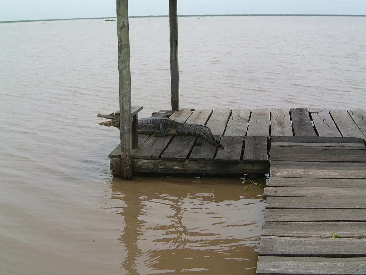2006.11.23 23 Yacaré Río Pilcomayo Argentina