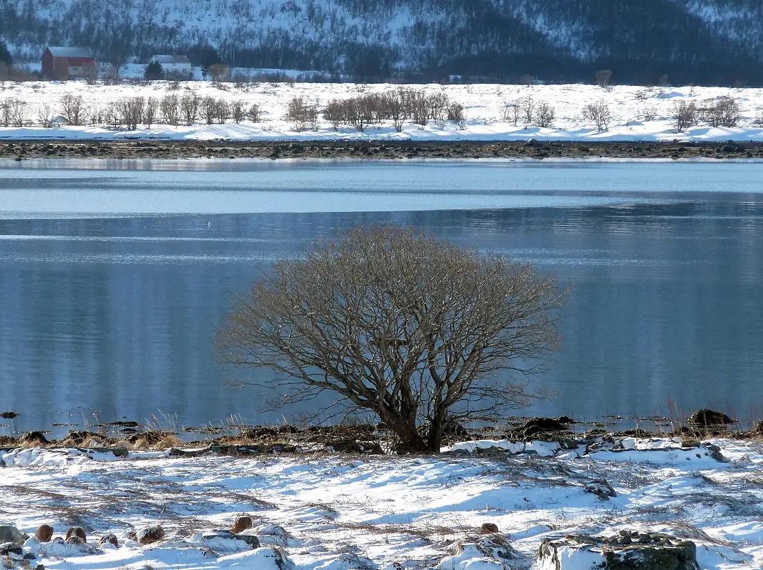 28 Risøyrenna (5658071298)