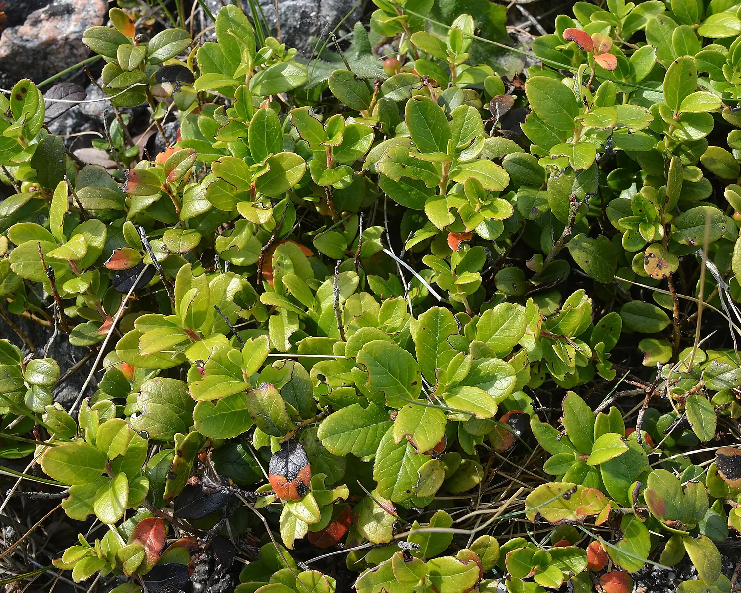Lingonberry (Vaccinium vitis-idaea) - Giske, Norway 2022-07-01