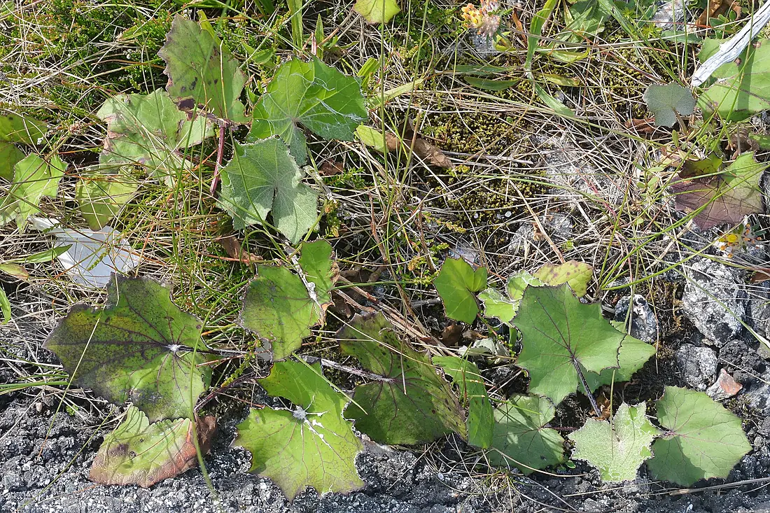 Colt's-Foot (Tussilago farfara) - Giske, Norway 2022-07-01