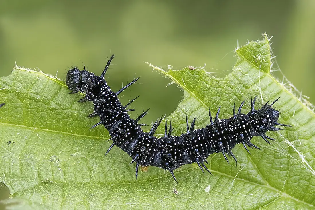 Peacock (Aglais io) caterpillar Ruggeller Riet