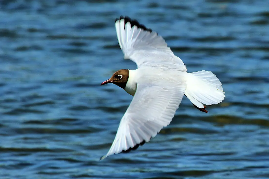 Black-headed Gull - Rutland Water (18378001468)