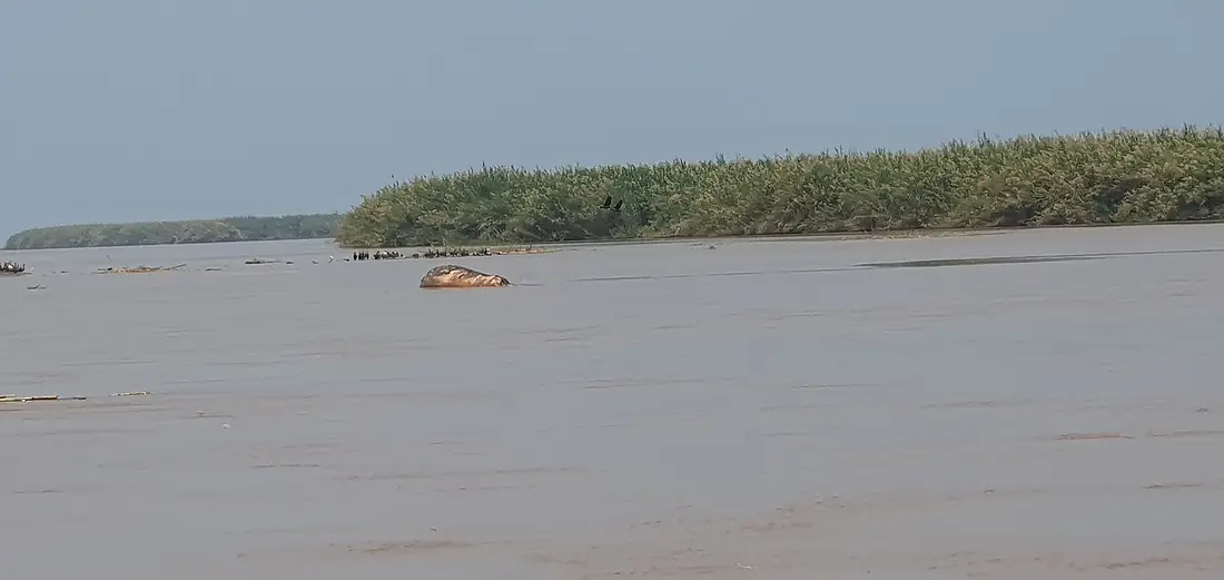 Hippopotame dans la rivière Rusizi