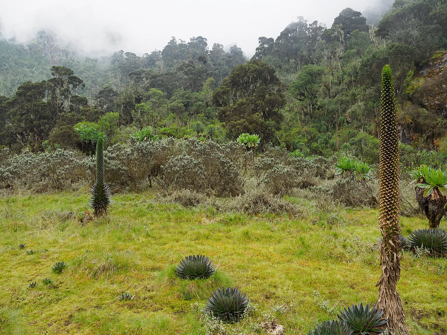 Bog in Mulyambuli valley Rwenzori