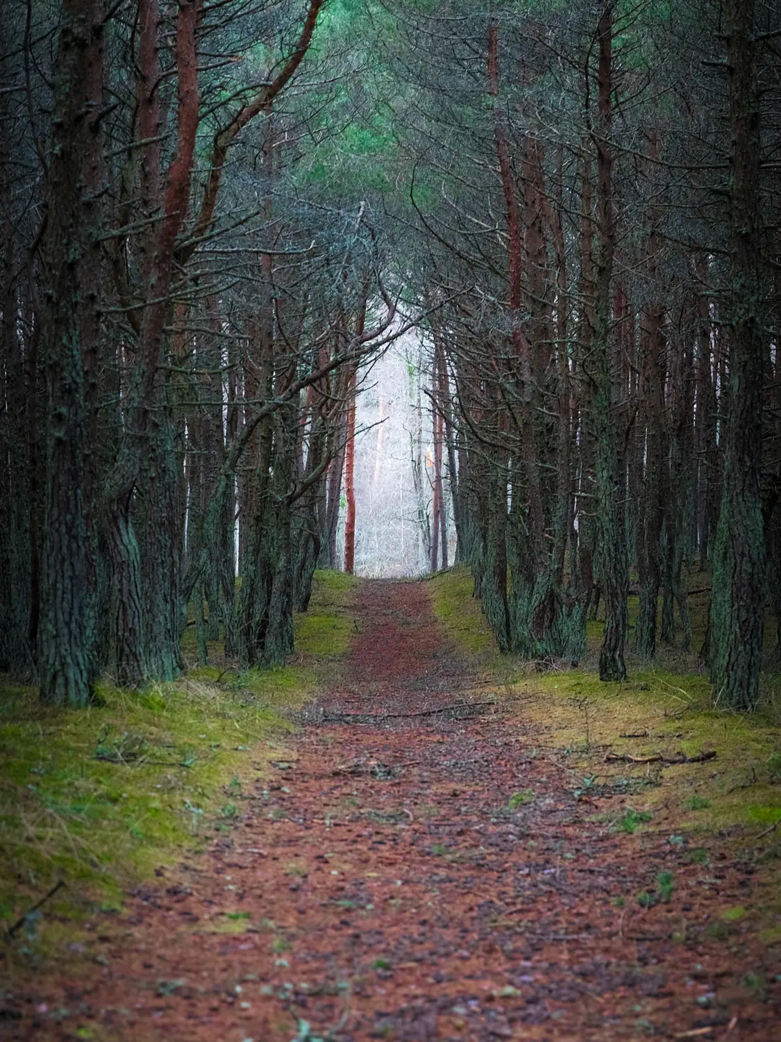 Forest Walk (242955157)