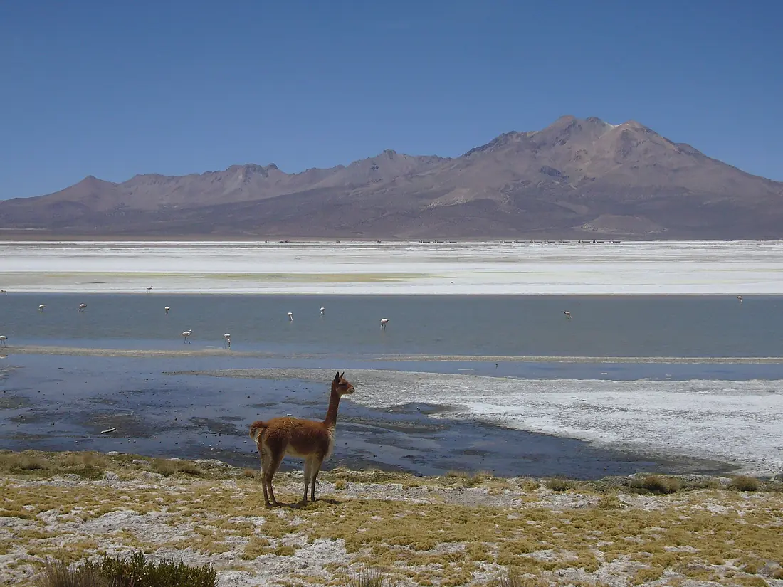 Salar de Surire with Borax lorries