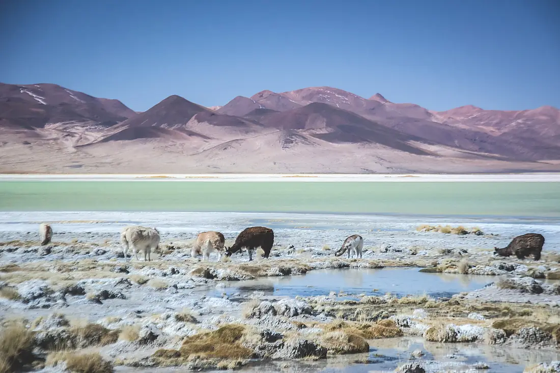 Laguna del Huasco en julio