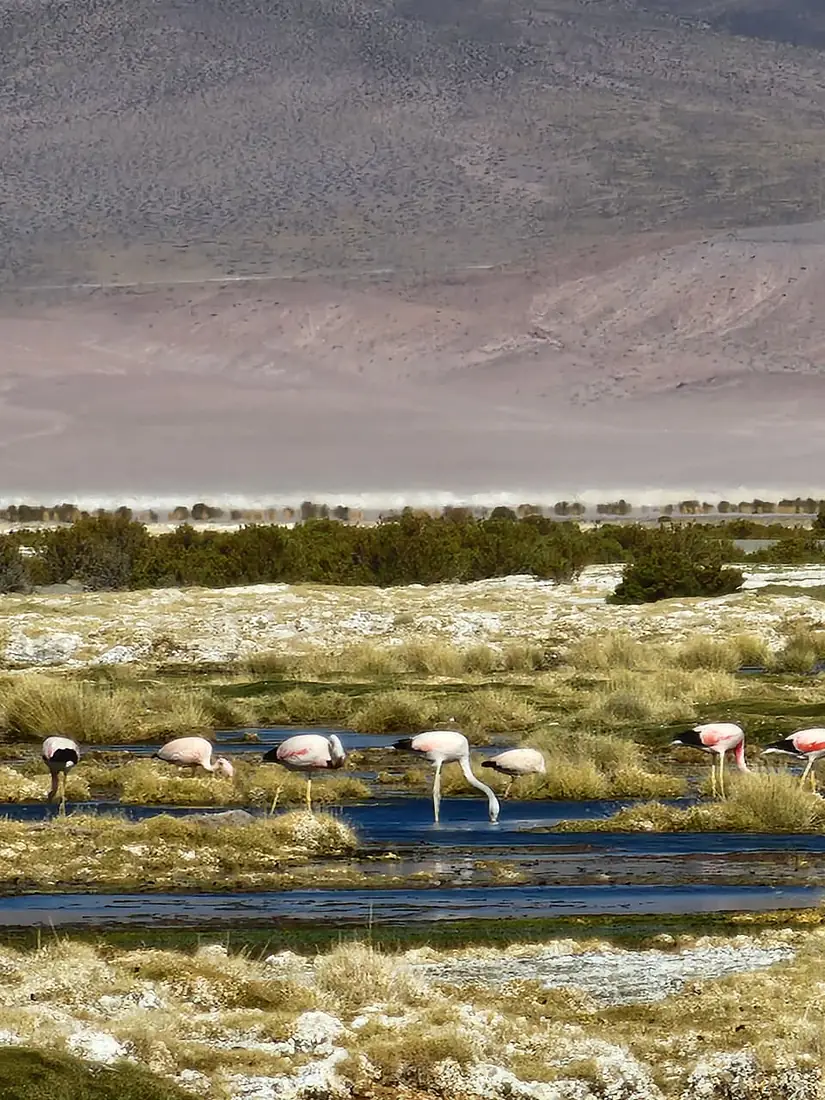 Flamencos andinos en el Salar de Huasco