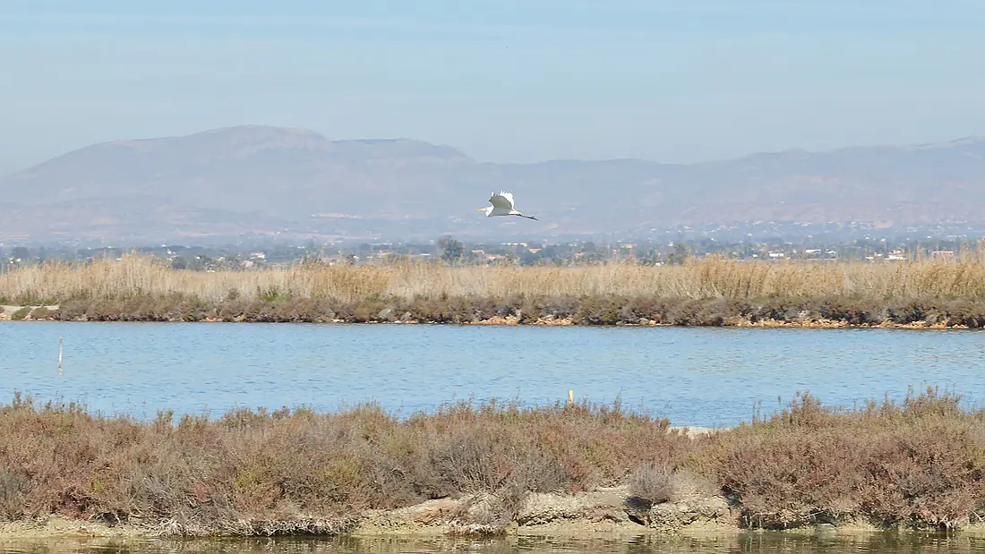 Great Egret (Garceta Grande) (Ardea alba) - Santa Pola, Spain 2024-02-04