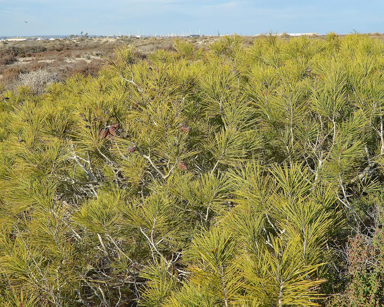 Aleppo Pine (Pino de Alepo) (Pinus halepensis) - Salinas y Arenales de San Pedro del Pinatar, Spain 2024-02-06