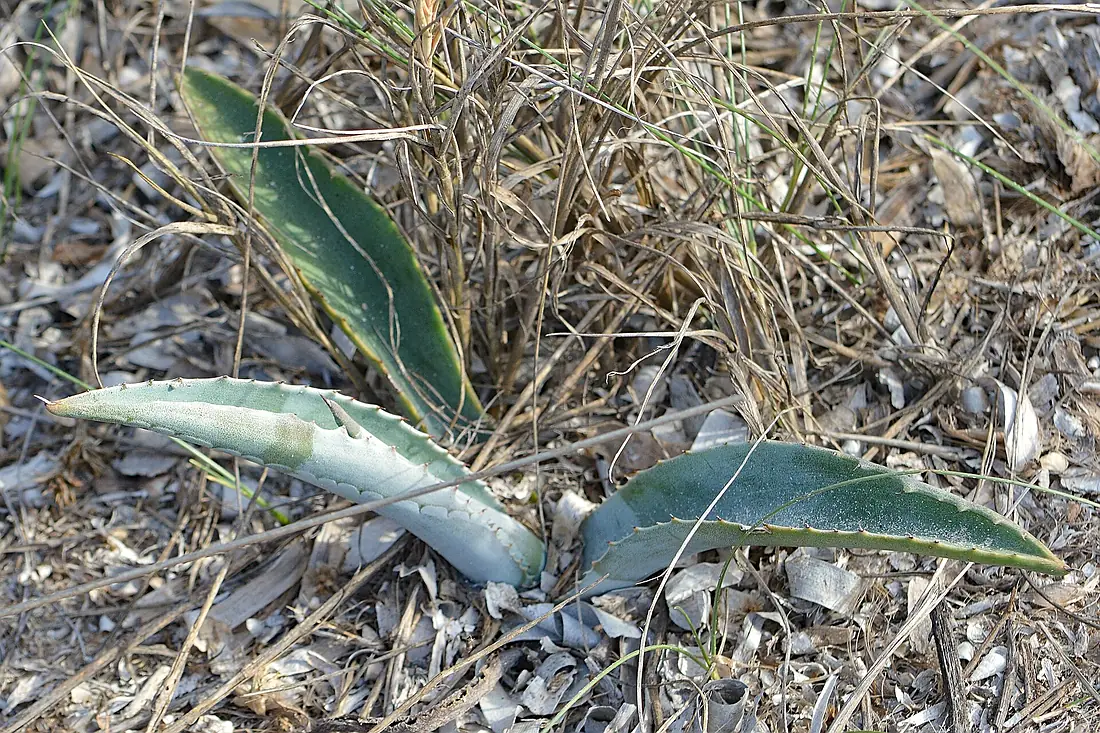 American Century Plant (Pitera) (Agave americana) - Salinas y Arenales de San Pedro del Pinatar, Spain 2024-02-06